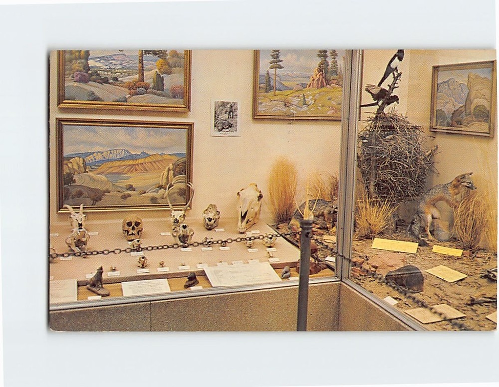 Postcard View of Skull & Animal Exhibit Natural History Hall Vernal Utah USA