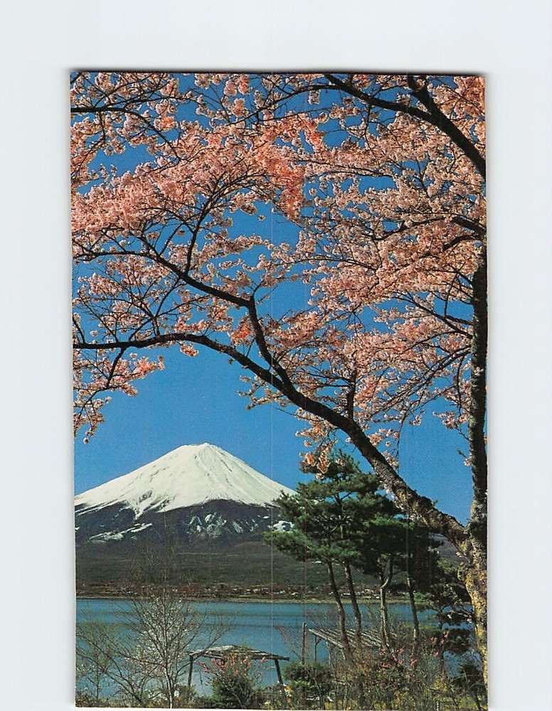 Postcard Cherry Blossoms And Mt. Fuji Japan