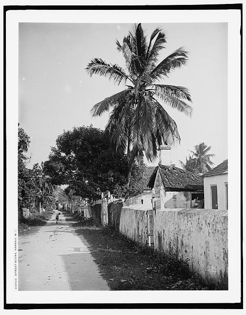 Photo:Street Scene Nassau Bahamas Palm Trees c1906