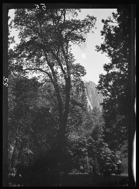 Photo:Yosemite National Park California 1900s Forest Trees Mountain View