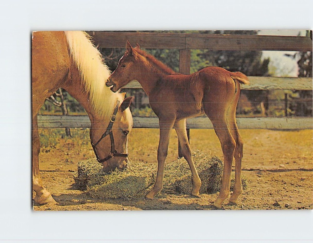 Postcard Baby Greetings From The Pocono Mountains Of Pennsylvania USA