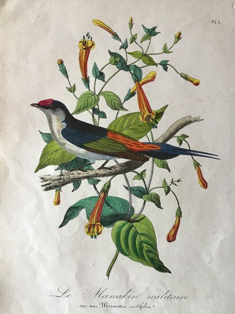 Antique hand-colored bird print by Le Maout of a Pin-tailed Manakin