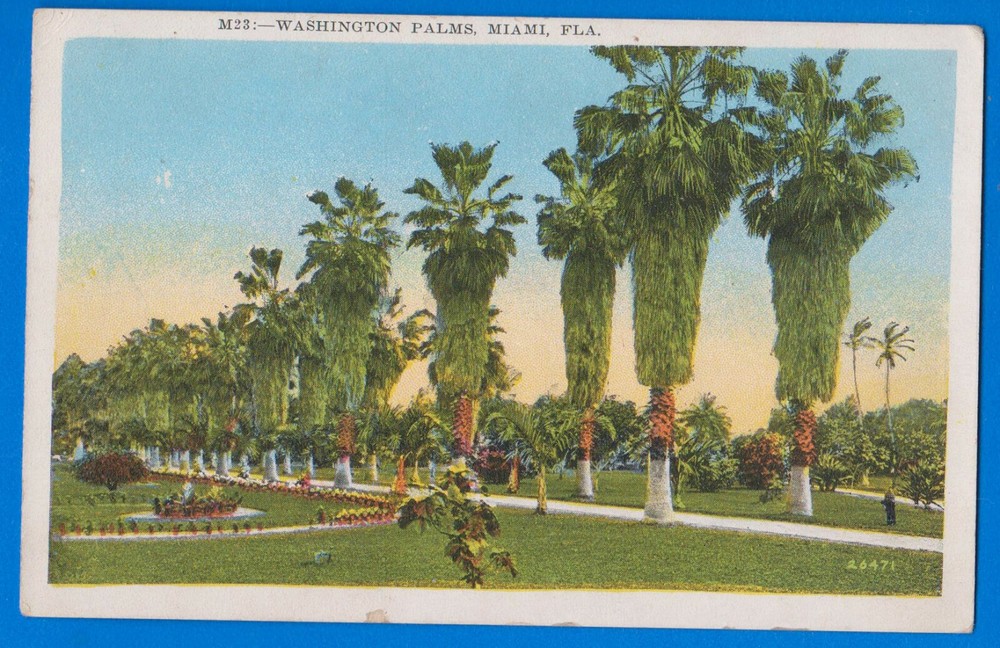 Washington Palms, Miami, Florida, Vintage postcard
