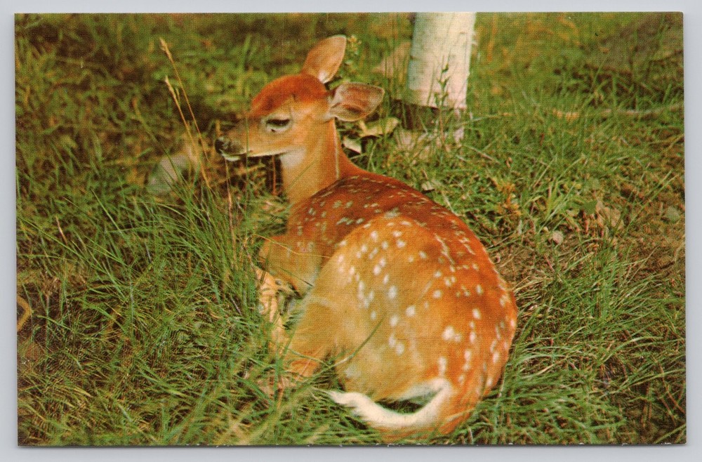 Vintage Photochrome Postcard of Fawn by Tichnor Bros Boston
