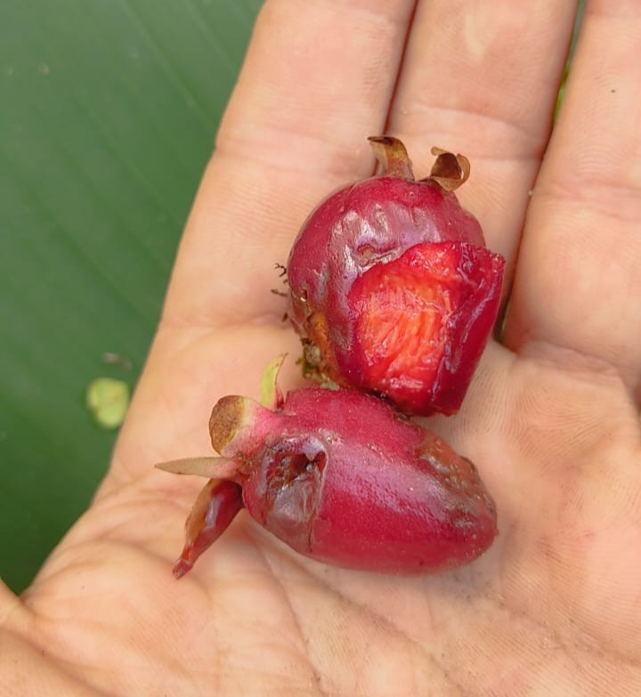 Eugenia cf Involucrata