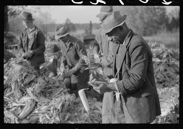 Photo:Granville County North Carolina Corn Shucking Farm 1939 Men Working