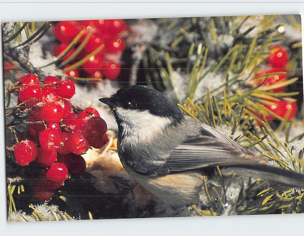 Postcard Black-Capped Chickadee Bird
