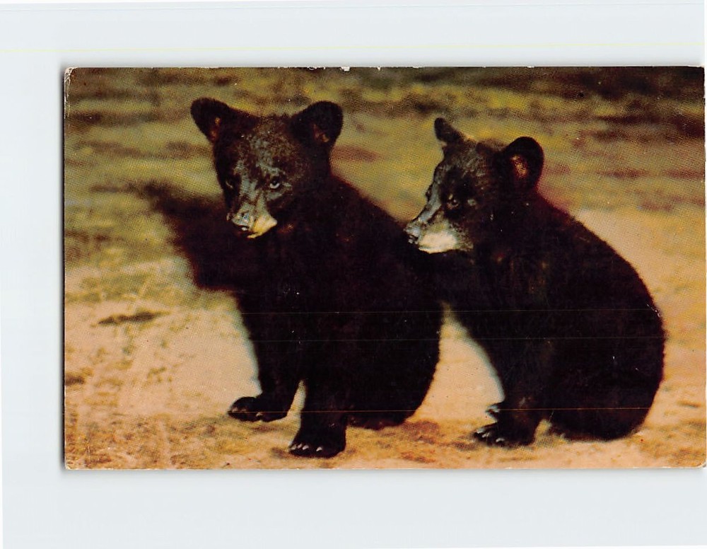 Postcard Black Bear Cubs