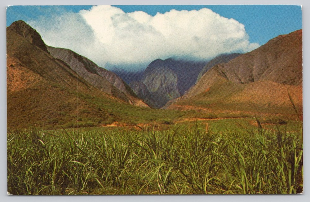 Vintage Ukumehame Canyon Maui Hawaii Postcard Sugar Cane Field