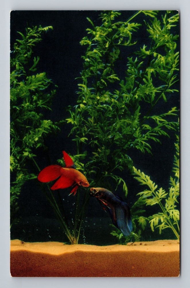 California CA San Francisco Steinhart Aquarium Siamese Fish Vintage Postcard