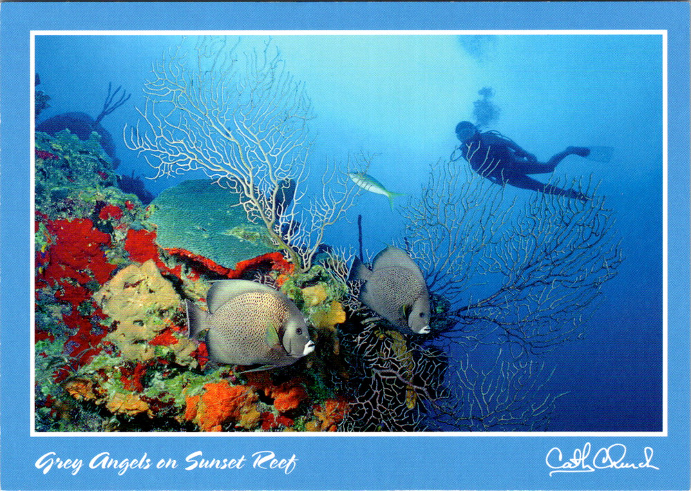 Vintage Postcard Angelfish Diver Coral Reef Grand Cayman Islands