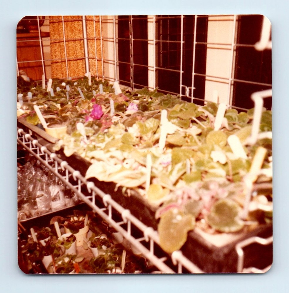 Old Vintage Square Color Photo FLOWERS VIOLETS ON RACK SNAPSHOT PHOTOGRAPH