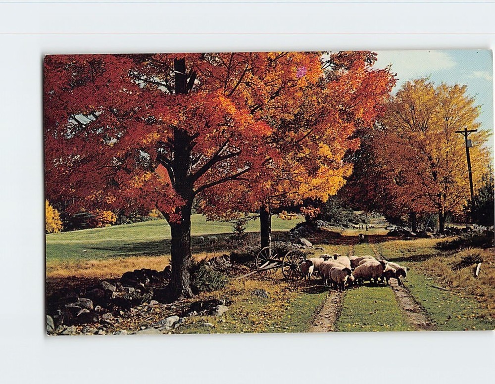 Postcard Sheep Country Lane Fall Scene