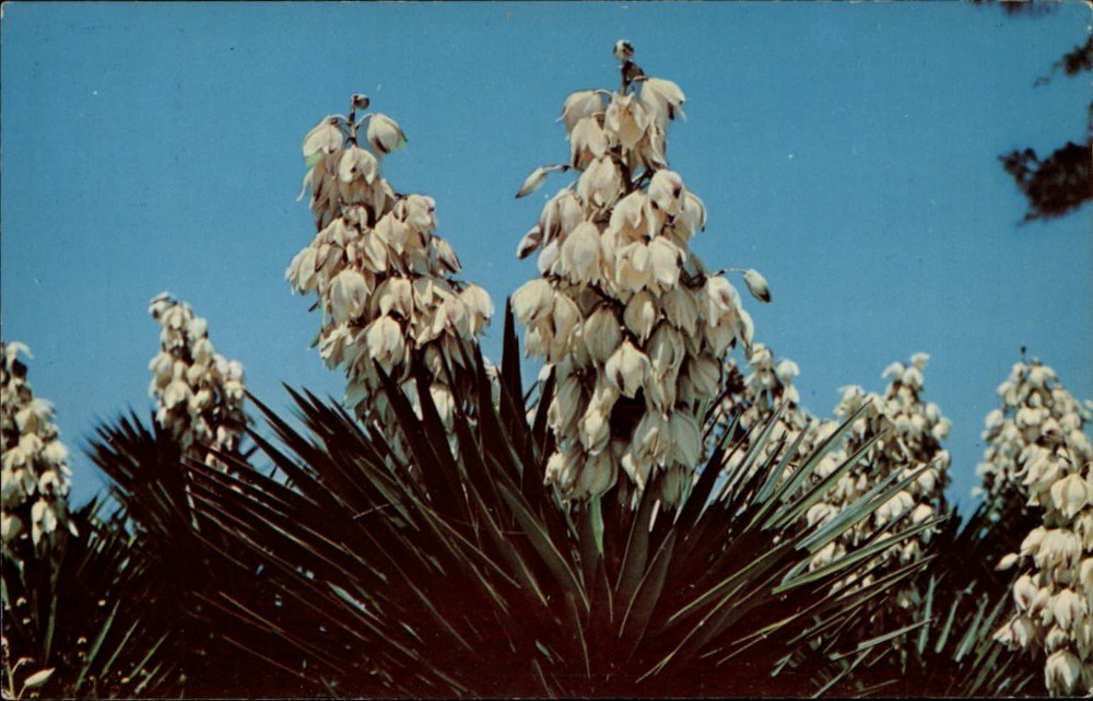 Sanibel Island Florida Yucca Plant blooming unused vintage postcard