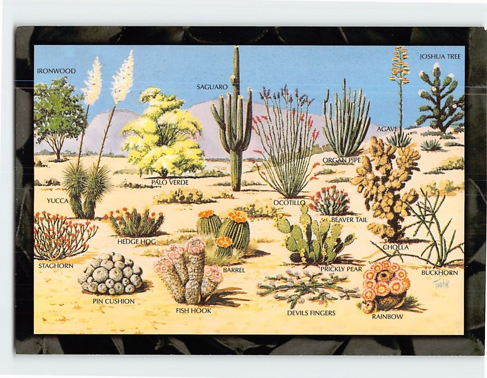 Postcard Cacti And Desert Flora Of The Great Southwest USA