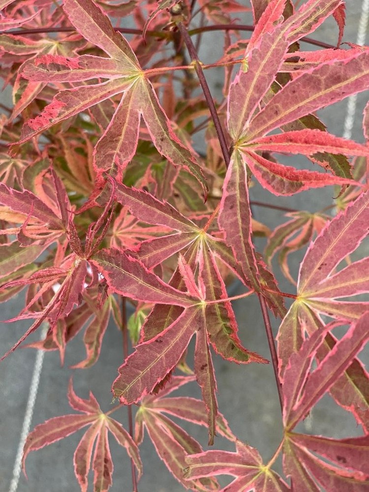 Acer palmatum 'Geisha Gone Wild' (Geisha Gone Wild Japanese Maple)-image