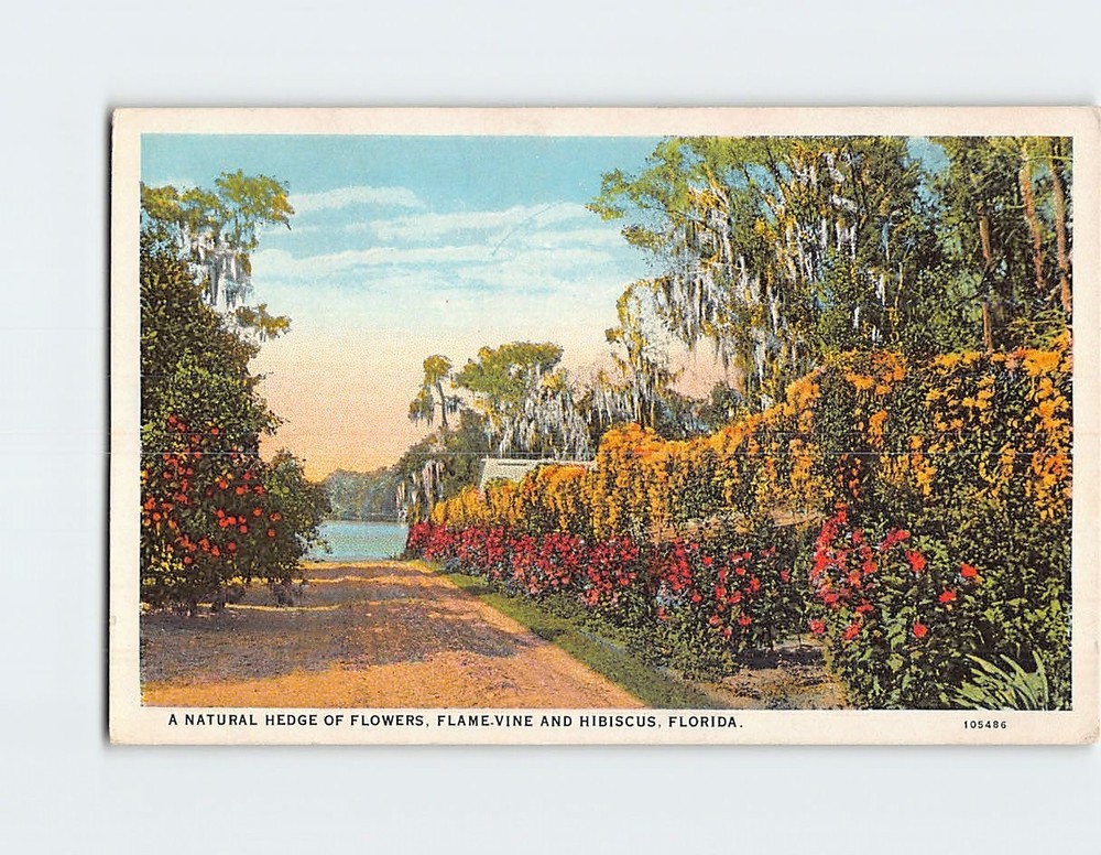 Postcard A Natural Hedge of Flowers Flame Vine and Hibiscus Florida USA