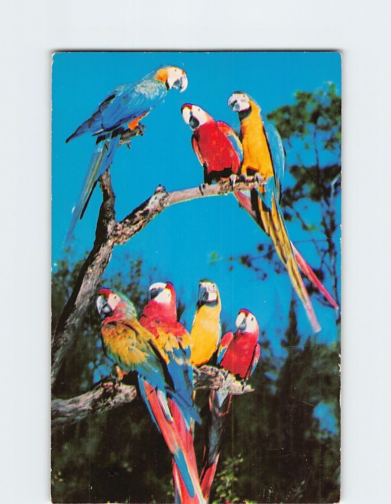 Postcard Macaws Talk  Parrot Jungle Miami Florida