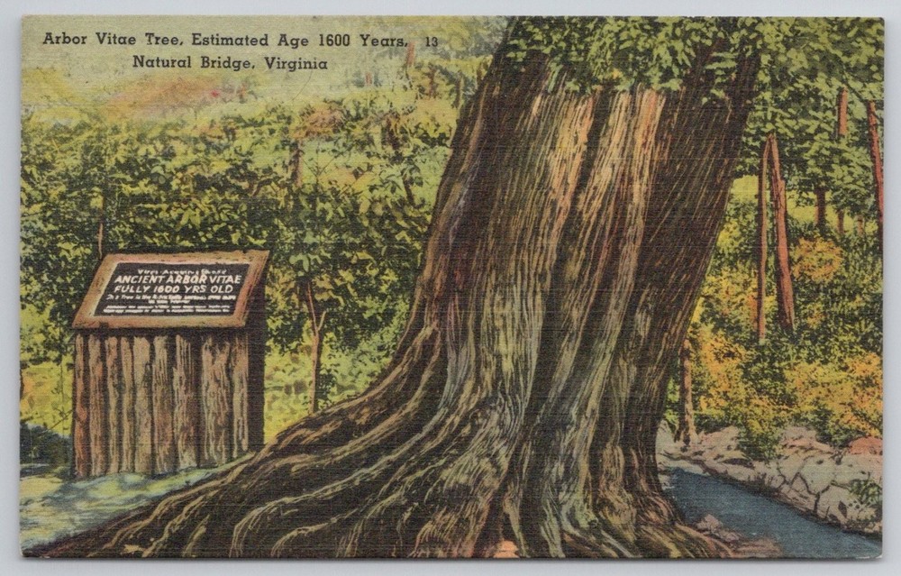 Ancient Arbor Vitae Tree Natural Bridge Virginia Postcard Tichnor Bros