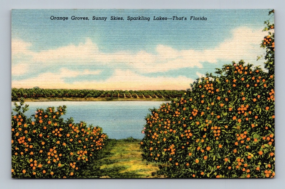 Postcard Orange Groves, Sunny Skies, Sparkling Lakes FL linen