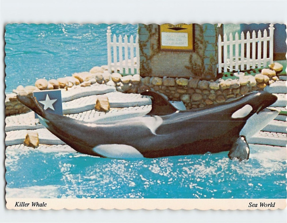 Postcard Shamu The Killer Whale Sea World San Diego California USA