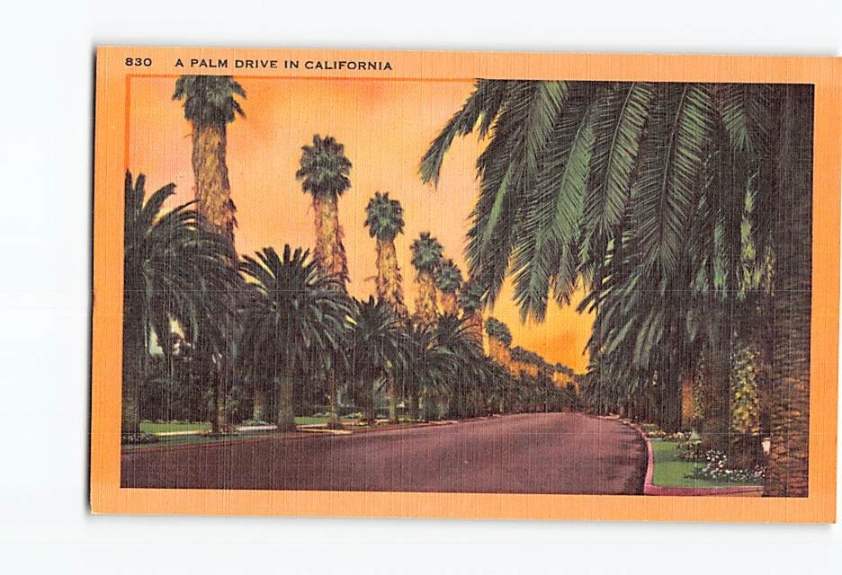 Postcard A Palm Drive in California USA North America