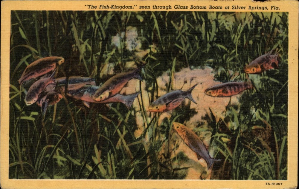 Silver Springs Florida Fish Kingdom glass bottom boats ~ 1930s linen postcard