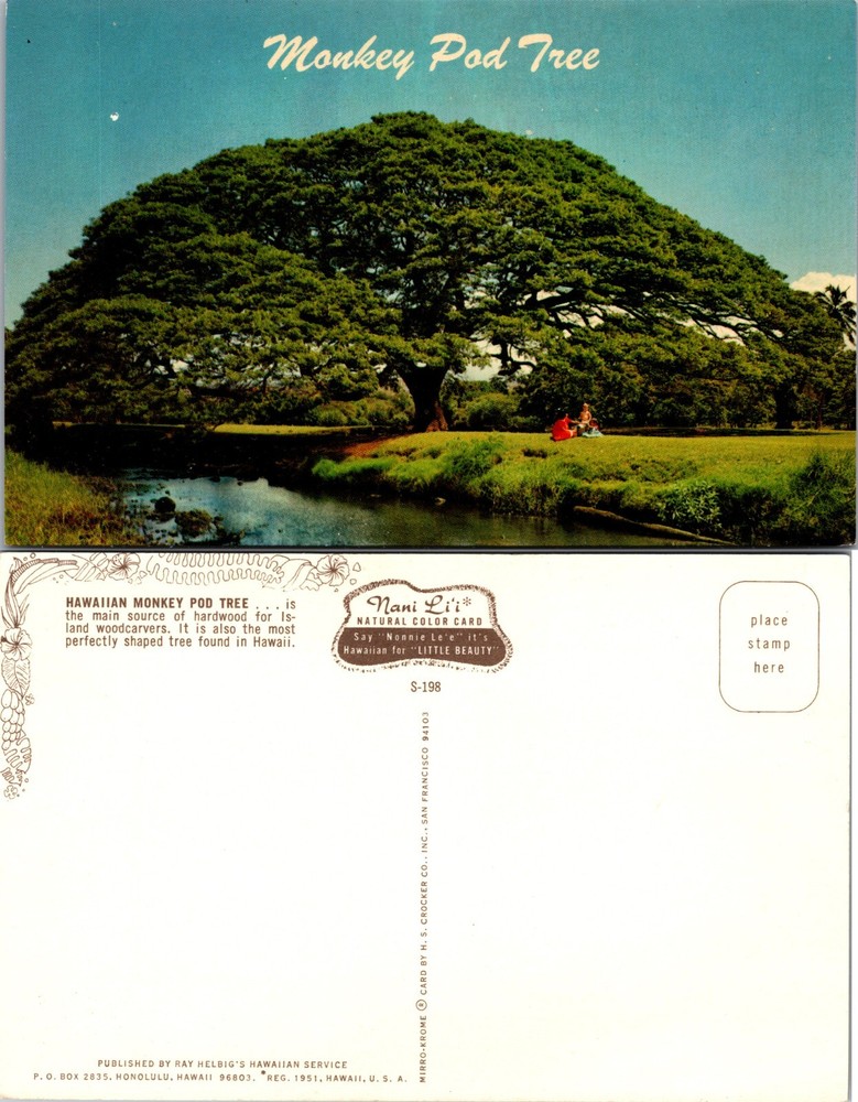 Monkey Pod Tree Large Canopy Honolulu Hawaii HI Postcard