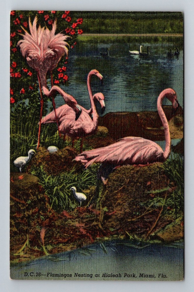 Miami, FL-Florida, Hialeah Park Flamingos Nesting Lagoon Vintage Postcard
