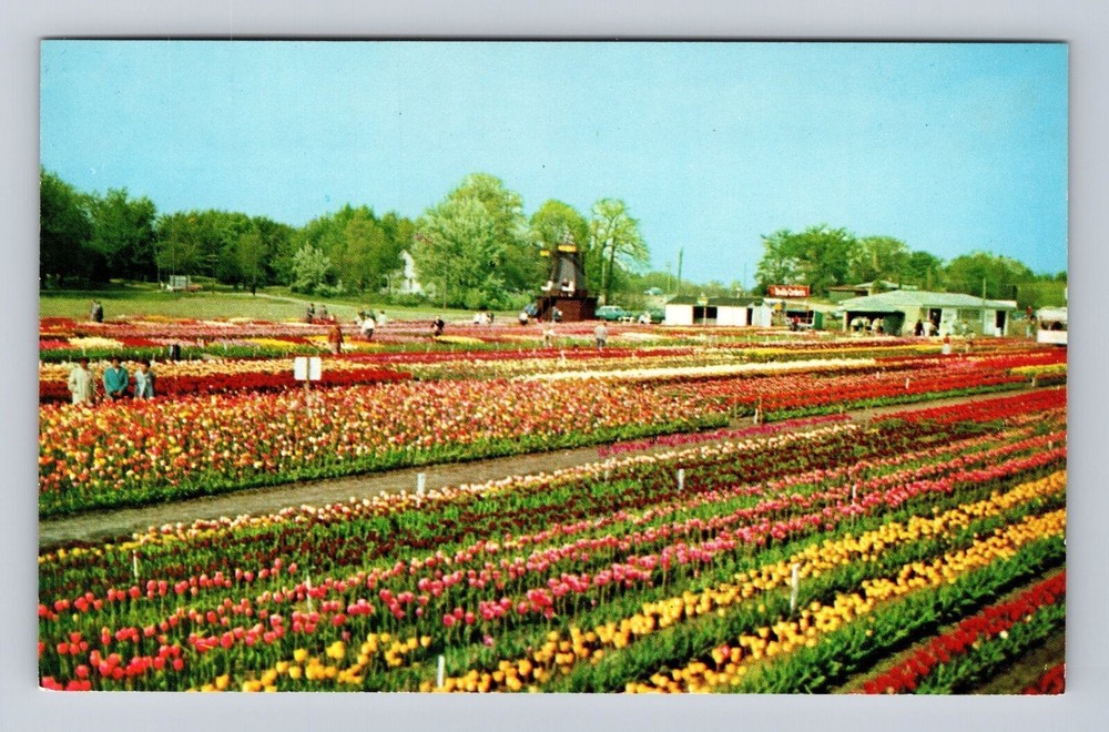 Holland MI-Michigan, Nelis Tulip Farms, Antique, Vintage Souvenir Postcard