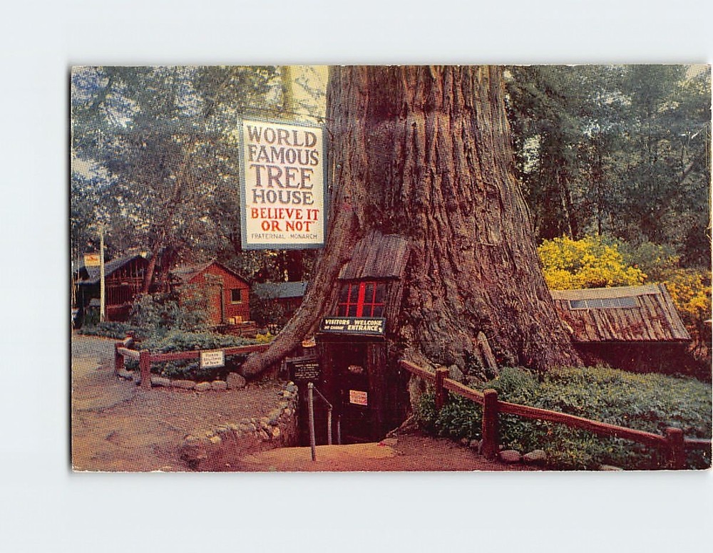 Postcard World Famous Tree House Lily Redwood Park Piercy California USA