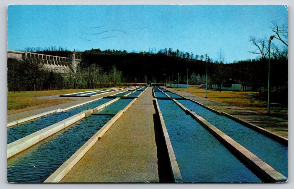 Mountain Home Arkansas~U.S. Trout Hatchery Beneath Norfolk Dam~Vintage Postcard