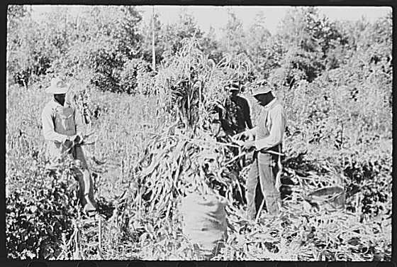 Orange County,North Carolina,Farm Security Administration,September 1939,FSA,4