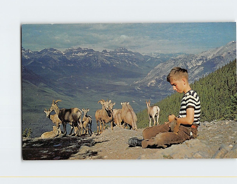 Postcard A Boy And His Friend At The Top Sulphur Mountain Banff Alberta Canada