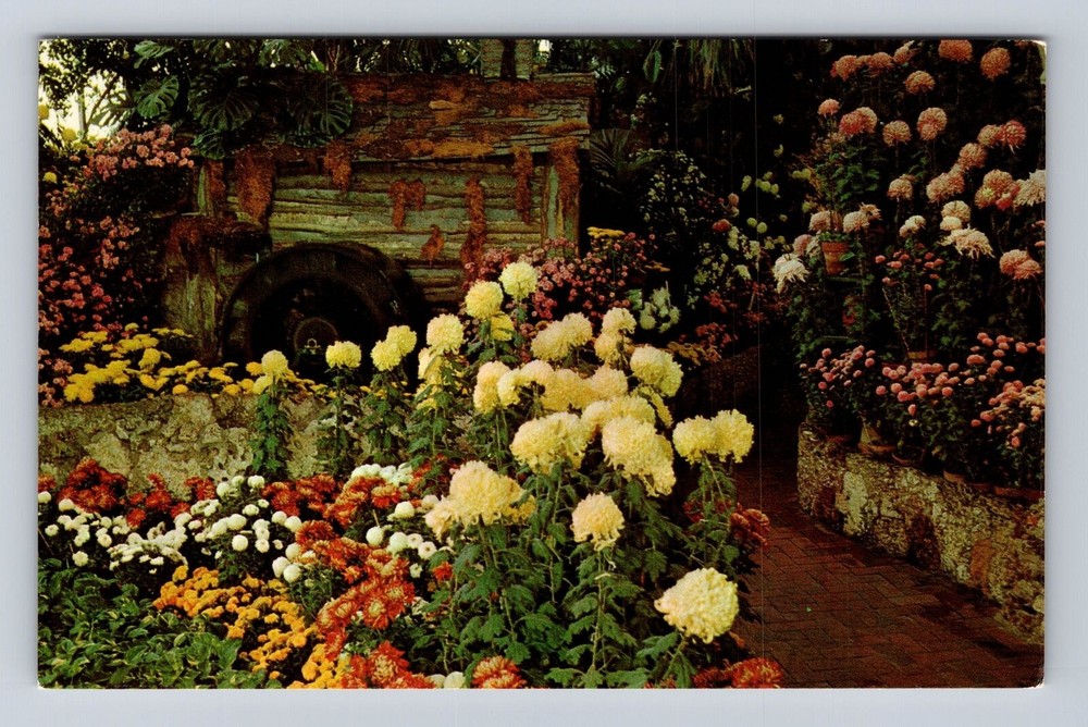 Saint Louis MO-Missouri, Chrysanthemums Forest Park Jewel Box Vintage Postcard