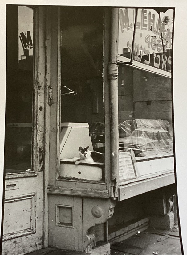 New York City Lehman Jewish Kosher Glatt Butcher Window Reprint W/Cat Photo NYC