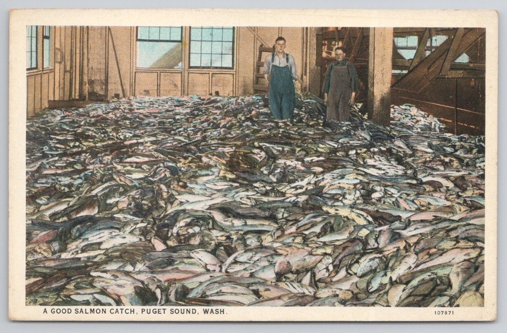Puget Sound WA Salmon Catch Postcard - Fishermen & Huge Fish Pile