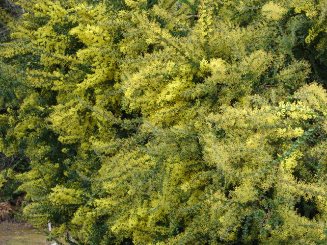 Acacia pravissima Seeds - Ovens Wattle - Rare Australian Shrub-image