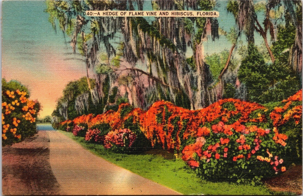 Flame Vine and Hibiscus, Florida, Dade County News Dealer Vintage Linen Postcard
