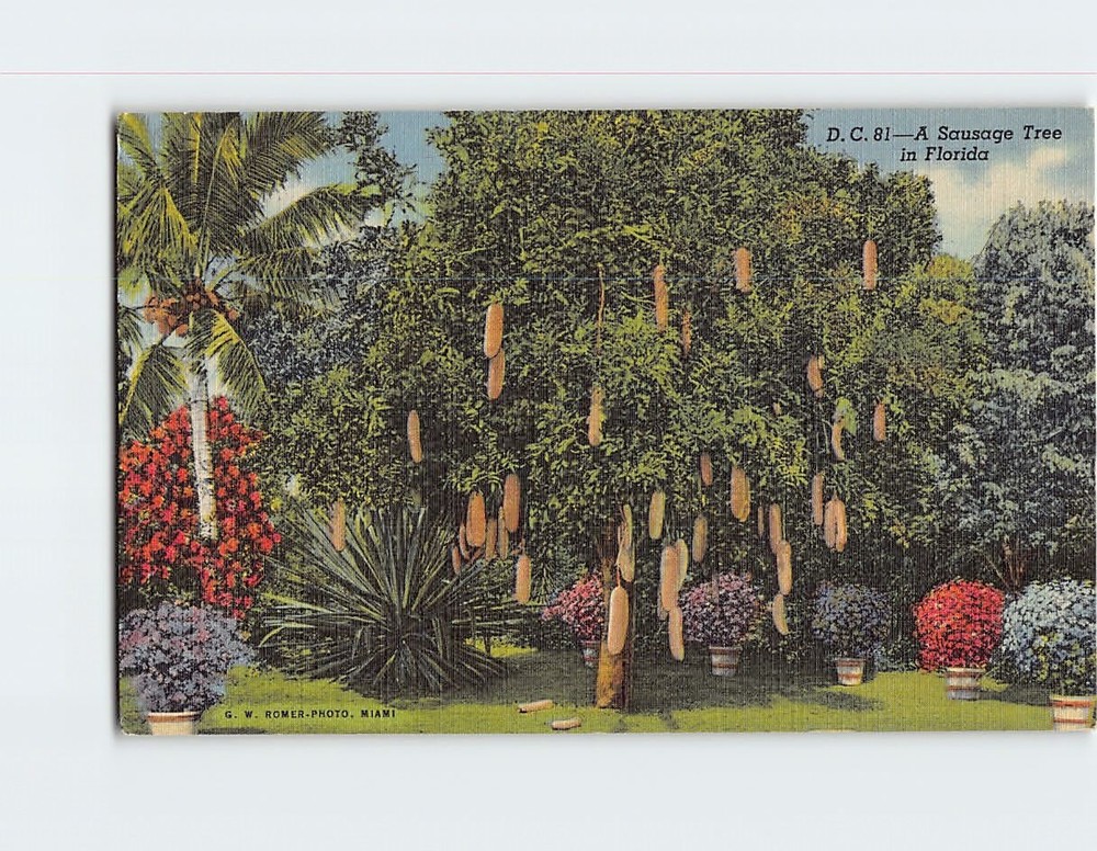 Postcard Sausage Tree Riviera Gardens Miami Florida USA