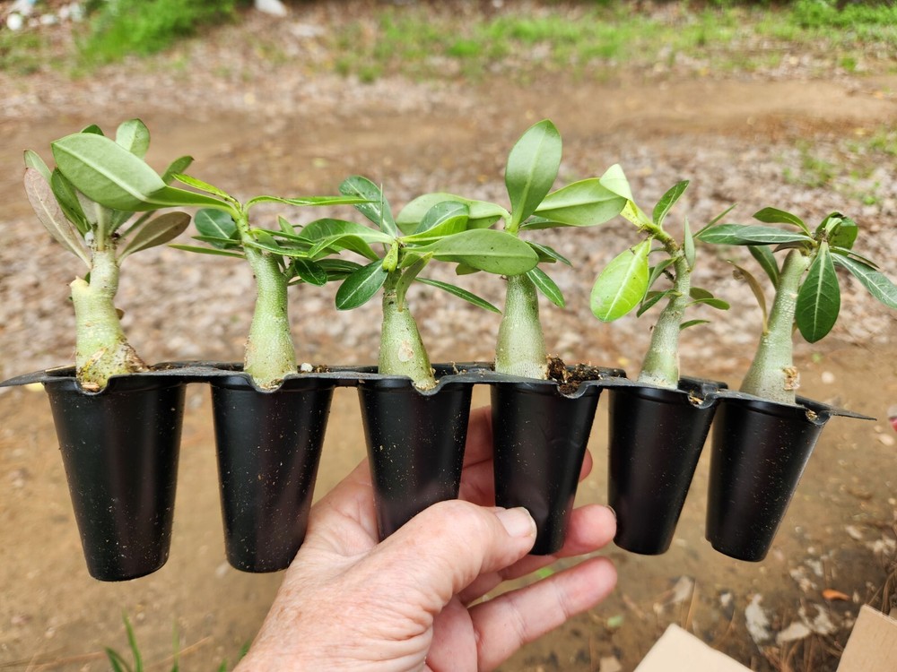 3 Desert Rose Plants, Adenium Obesum   Mixed colors 3-5