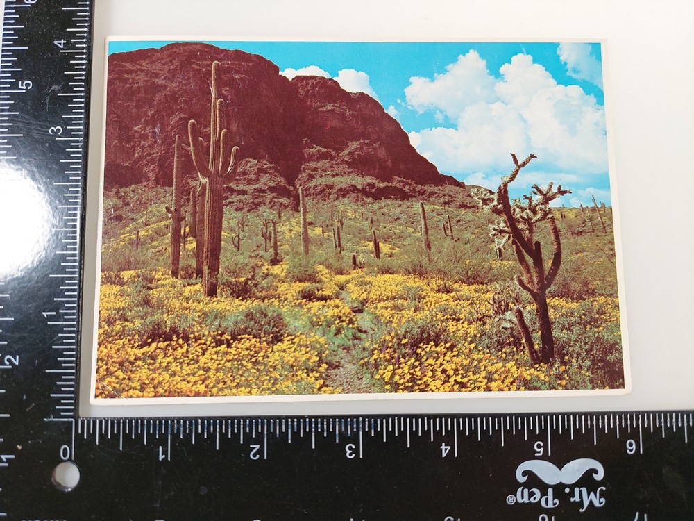 Desert In Bloom Arizona Postcard 📬📨