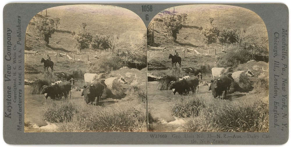 NEW ZEALAND SV - Dairy Cattle - Keystone 