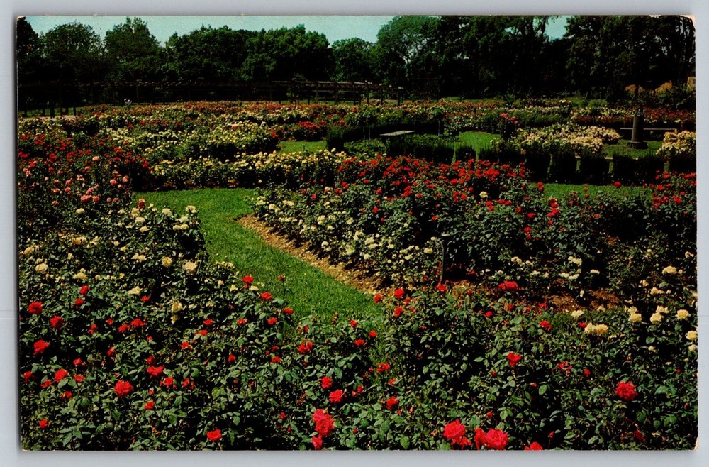 Postcard - The Park Of Roses, Columbus, Ohio