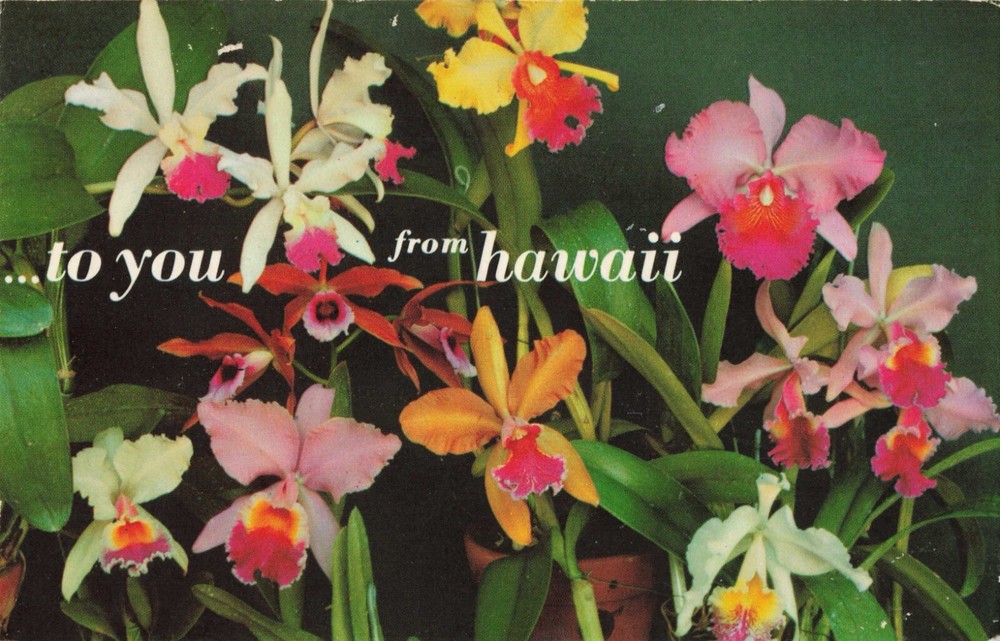 Honolulu Hawaii, Beautiful Orchid Flowers To You From Hawaii, Vintage Postcard