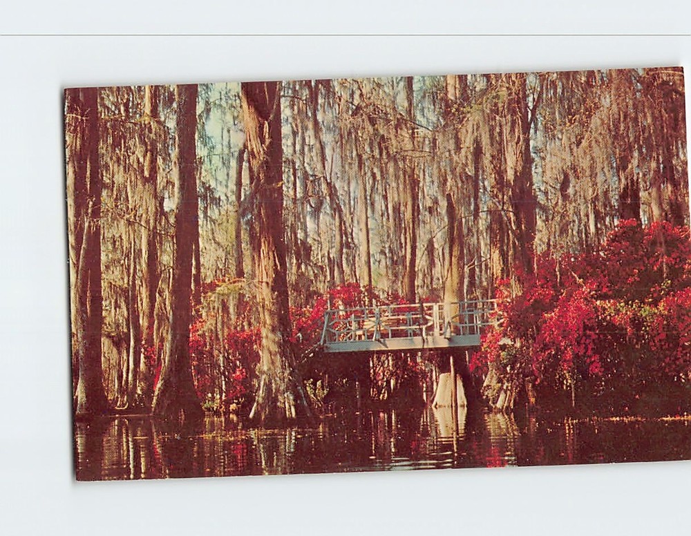 Postcard Cypress Gardens Near Charleston South Carolina USA