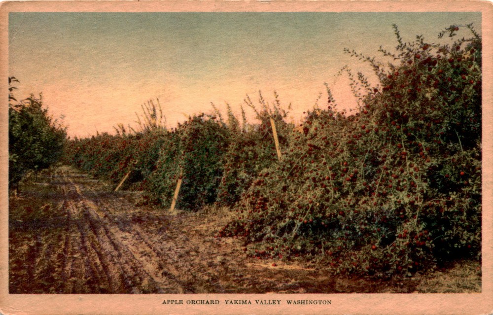 Apple Orchard, Yakima Valley, Washington, USA, R. R. Donnelley Deept Postcard