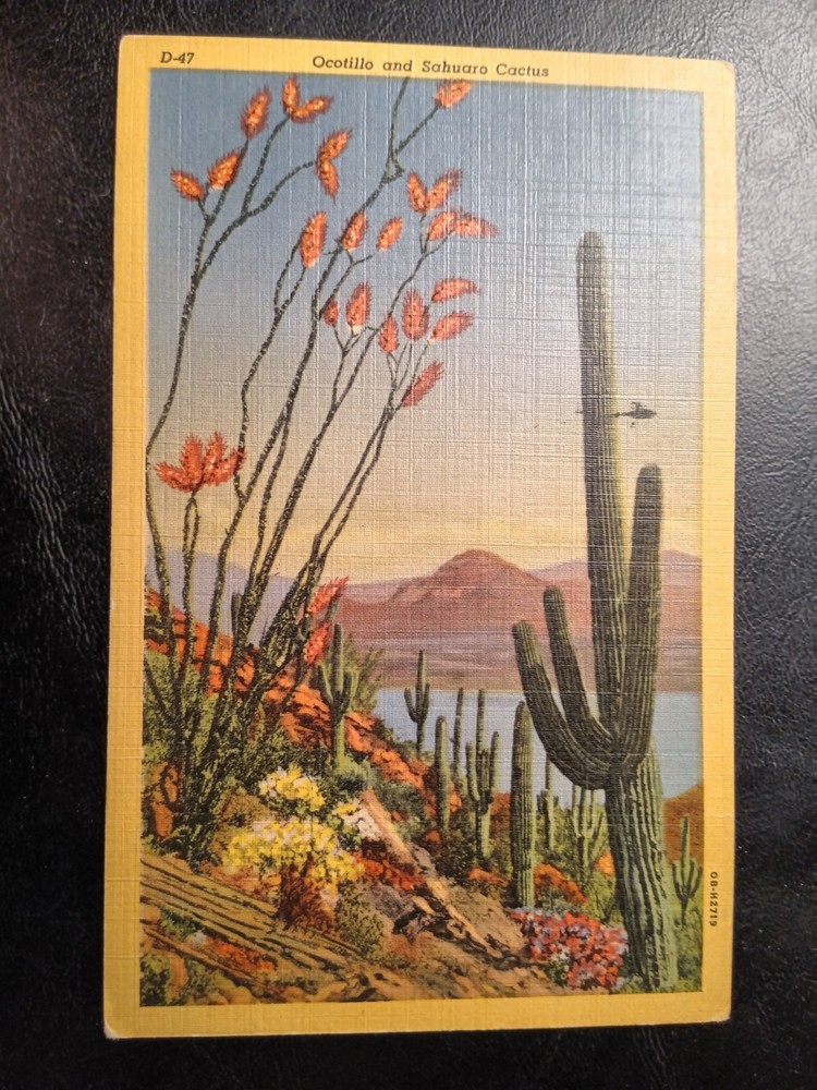 Ocotillo And Sahuaro Cactus Postcard