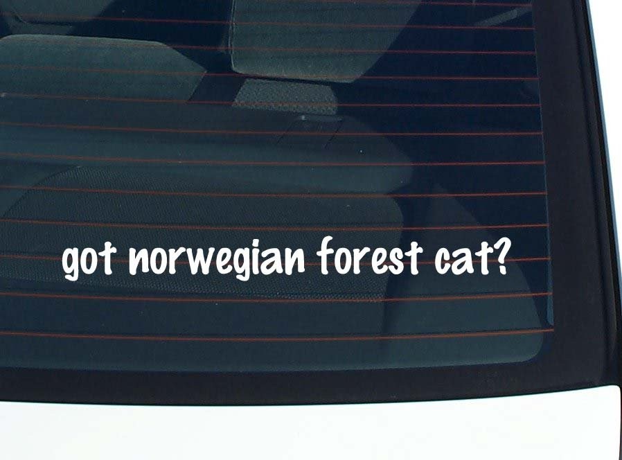Norwegian Forest Cat Lover Car Decal Bumper Sticker Vinyl