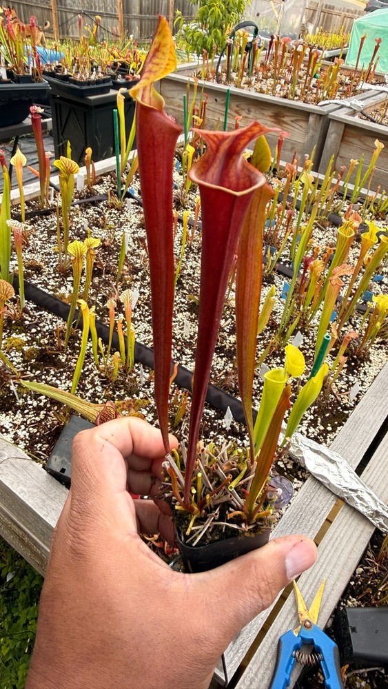 Sarracenia - 🔥🔥 Pure Black Atro x Waccamaw  🔥🔥